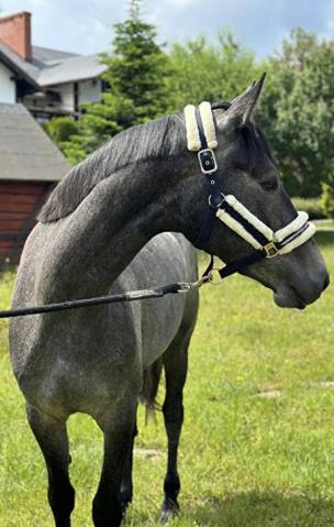 Young Mare with Elite Racing Pedigree for Sale