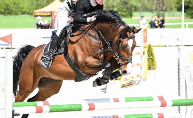 ATMARO Z — showjumping zangersheide 