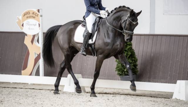 Dressage horse , 6 yo, Hanoverian