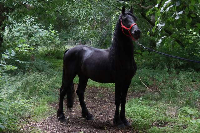 Entire Friesian Arabian For sale 2020 Black