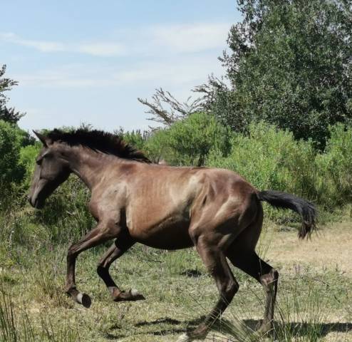 Filly Lusitano For sale 2024 Black