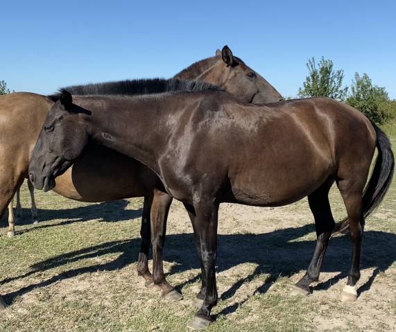 Broodmare Lusitano For sale 2009 Black