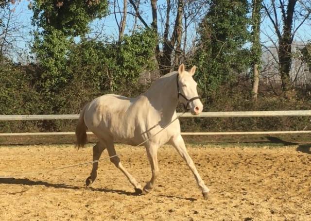 Broodmare Lusitano For sale 2009 Cream