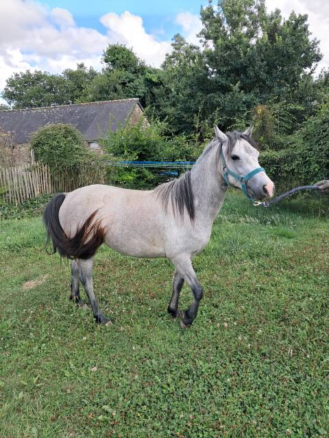 Filly Welsh Pony (Section B) For sale 2023 Grey