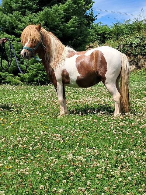 Filly Shetland Pony For sale 2023 Coloured