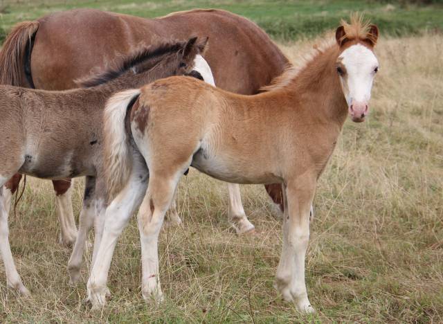 Colt Welsh Pony (Section A) For sale 2025 Liver chestnut