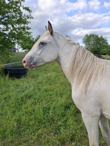 Filly Appaloosa For sale 2023 Other color
