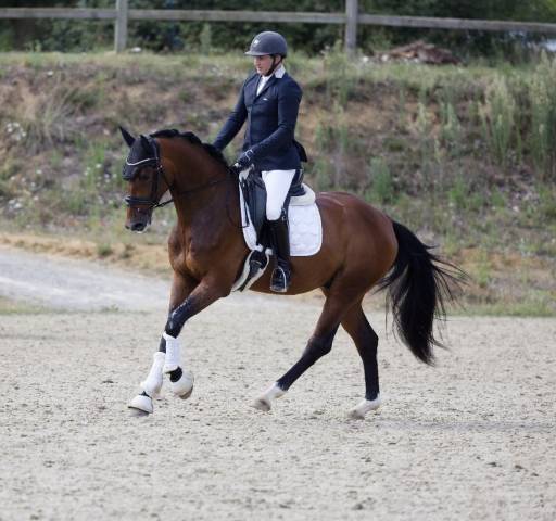 Gelding Oldenburg For sale 2021 Bay