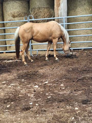 Gelding Quarter For sale 2021 Palomino