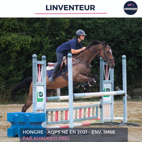 Gelding AQPS For sale 2021 Bay