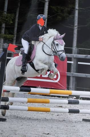 Gelding No Origin Recorded For sale 2018 White