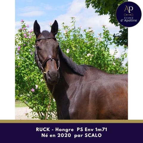 Gelding Thoroughbred For sale 2020 Bay