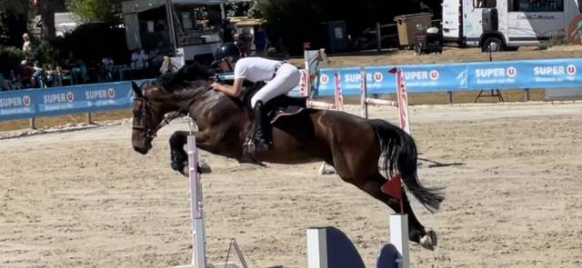 Gelding Selle Français For sale 2016 Bay