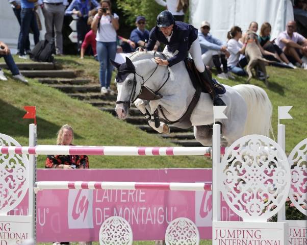 Stallion Selle Français For sale 2010 Grey