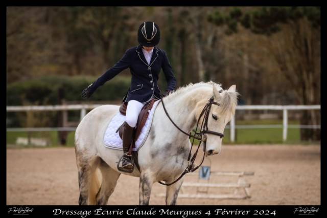 Mare Connemara For sale 2017 Grey