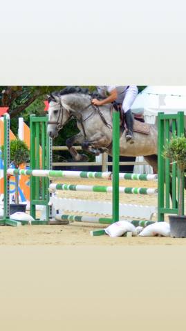 Mare French Saddle Pony For sale 2017 Grey