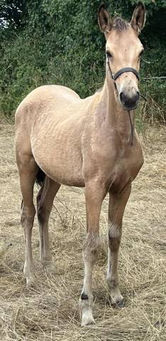 Filly Selle Français For sale 2025 Buckskin