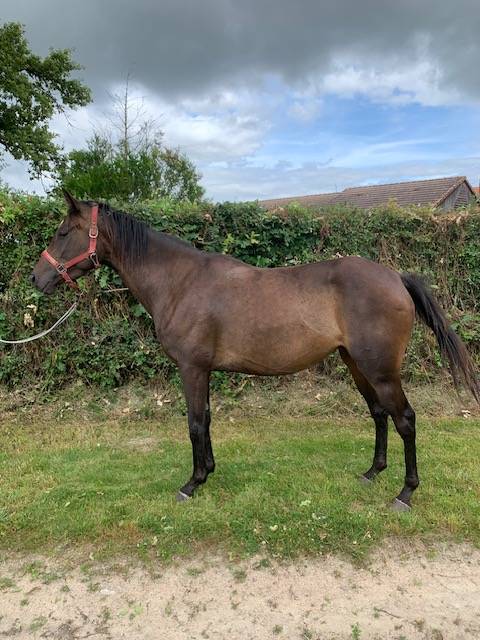 Broodmare Thoroughbred For sale 2020 Bay