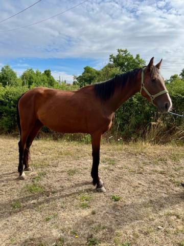 Broodmare French Trotter For sale 2022 Bay