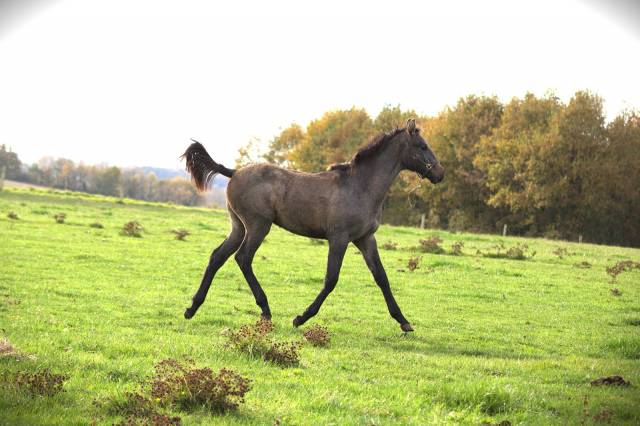 Colt Selle Français For sale 2025 Grey