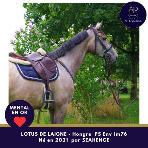 Gelding Thoroughbred For sale 2021 Grey