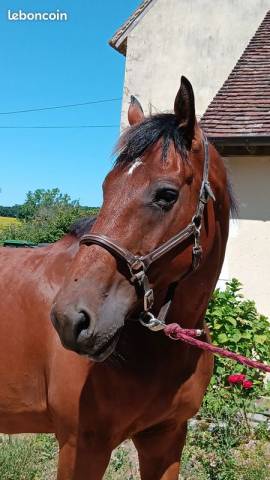 Gelding Selle Français For sale 2010 Chesnut