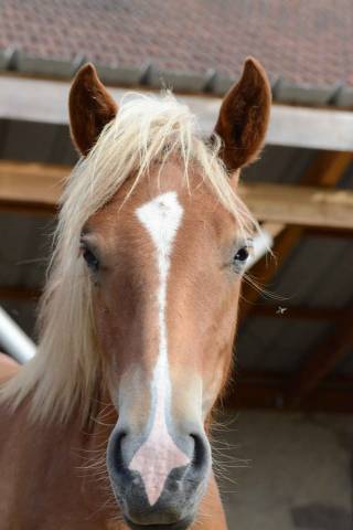 Filly Origin Recorded For sale 2024 Chesnut