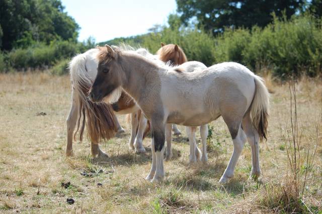 Mare Shetland Pony For sale 2025 Roan