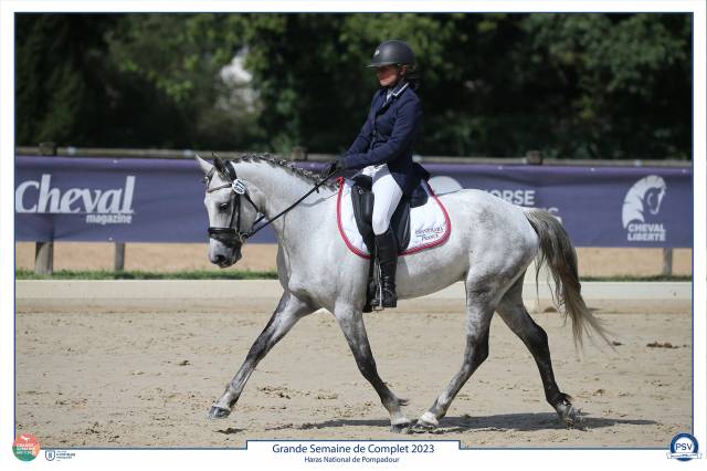 Mare Connemara For sale 2018 Grey