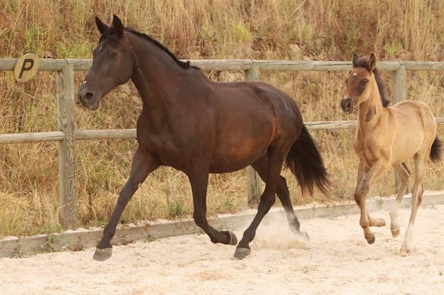 Broodmare PRE Pure Spanish Bred For sale 2009 Black