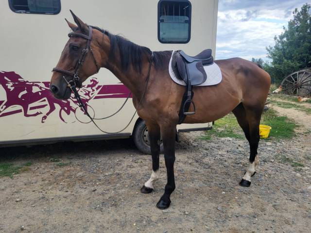 Mare Selle Français For sale 2010 Bay