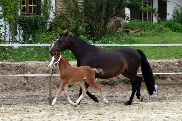 Colt French Saddle Pony For sale 2024 Bay