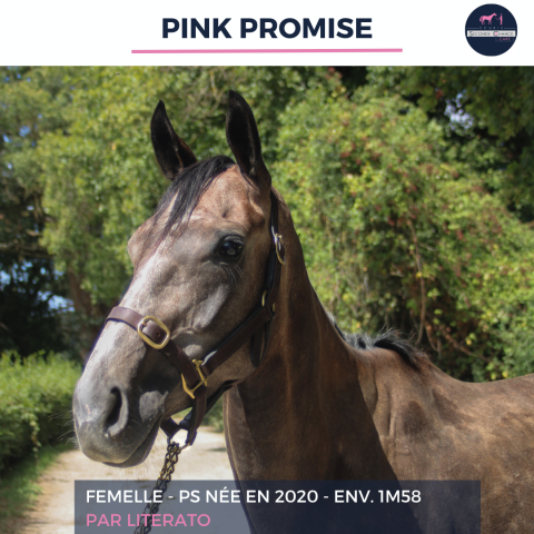 Mare Thoroughbred For sale 2020 Grey