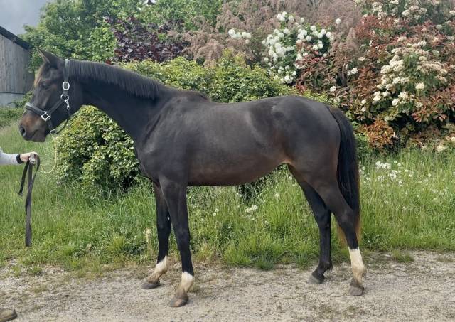 Filly Zangersheide For sale 2023 Dark Bay