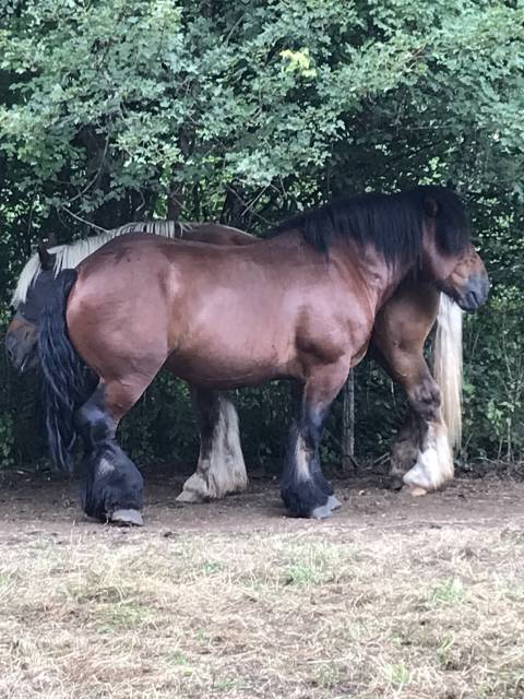 Entire Ardennes For sale 2019 Dark Bay
