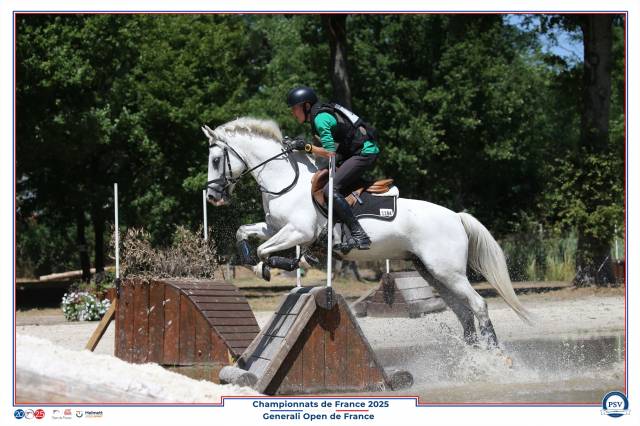Gelding French Saddle Pony For sale 2015 Grey