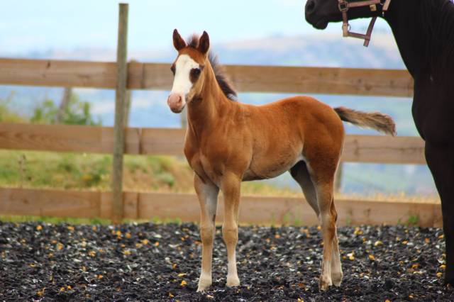 Colt Paint For sale 2025 Bay