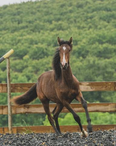 Filly PRE Pure Spanish Bred For sale 2025 Bay