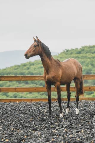 Filly PRE Pure Spanish Bred For sale 2024 Bay