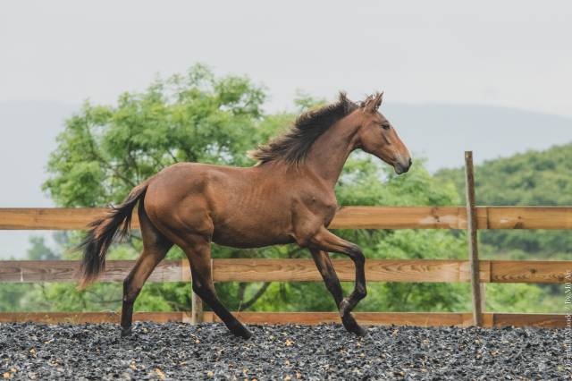 Filly PRE Pure Spanish Bred For sale 2024 Other color