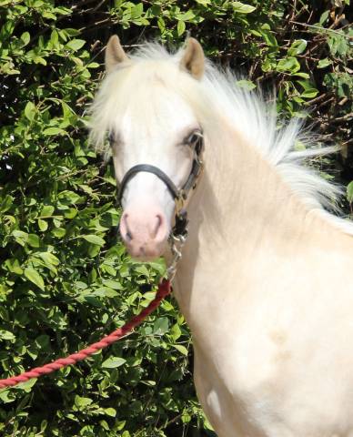Colt Welsh Pony (Section A) For sale 2024 Palomino