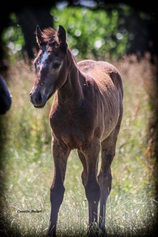 Colt Other Pony Breed For sale 2025 Grey
