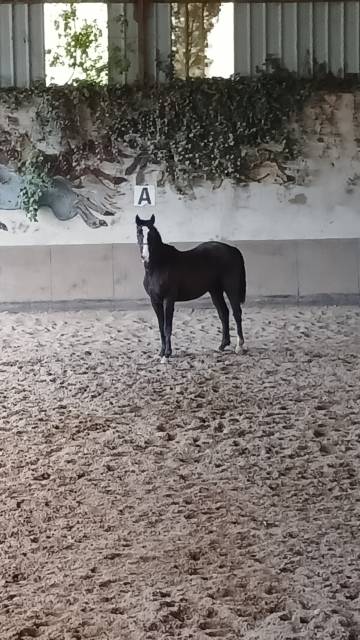 Gelding Selle Fran&ccedil;ais For sale 2022 Black