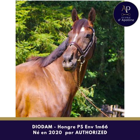 Gelding Thoroughbred For sale 2020 Bay