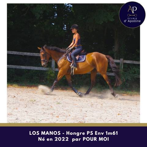 Gelding Thoroughbred For sale 2022 Bay