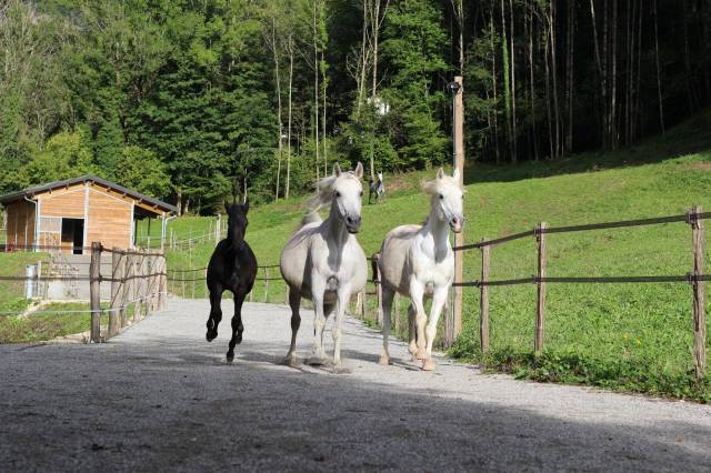 Equestrian property  Ain