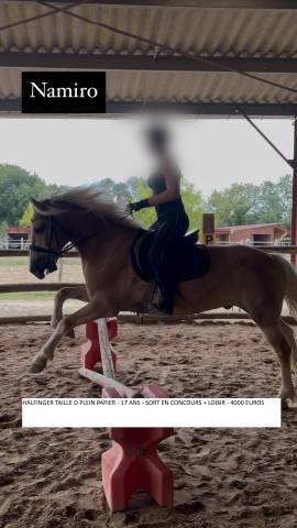 Mare Shetland Pony For sale 2012 Chesnut
