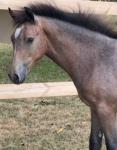 Filly French Saddle Pony For sale 2025 Roan