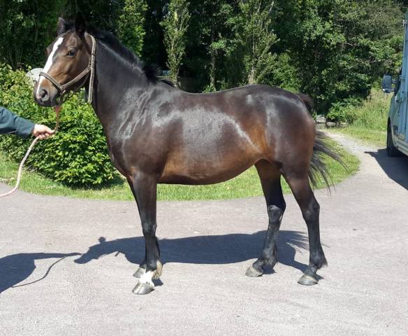 Mare French Saddle Pony For sale 2022 Bay