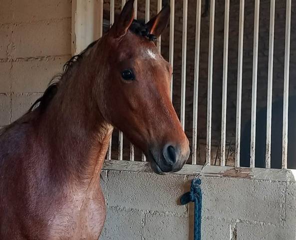 Gelding Origin Recorded For sale 2021 Roan